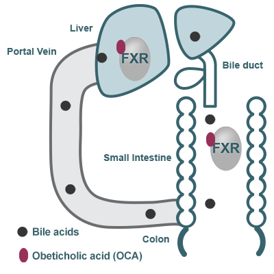 farnesoid x receptor